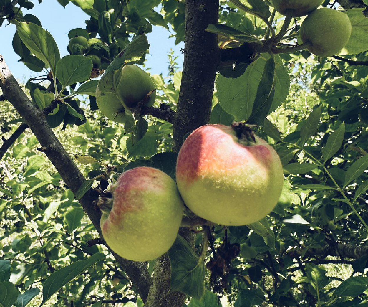 Manzanas en el árbol